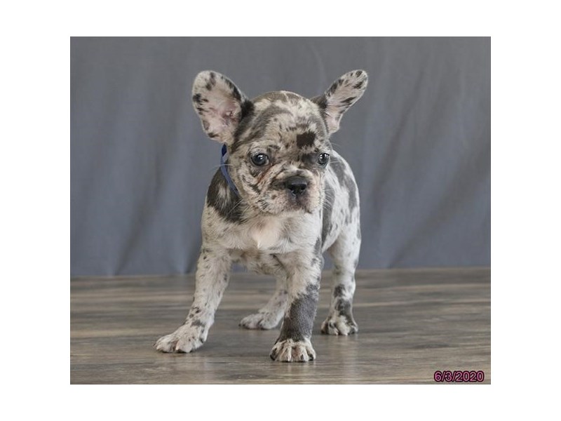 French Bulldog