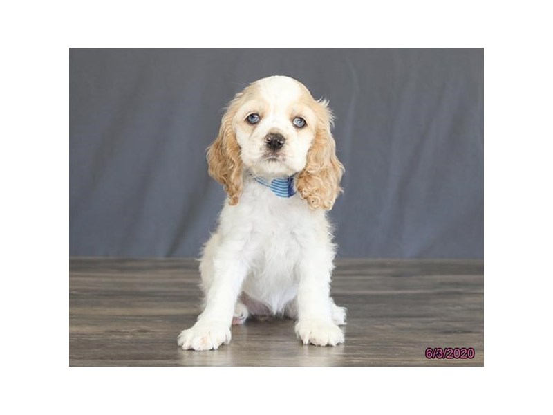 Cocker Spaniel