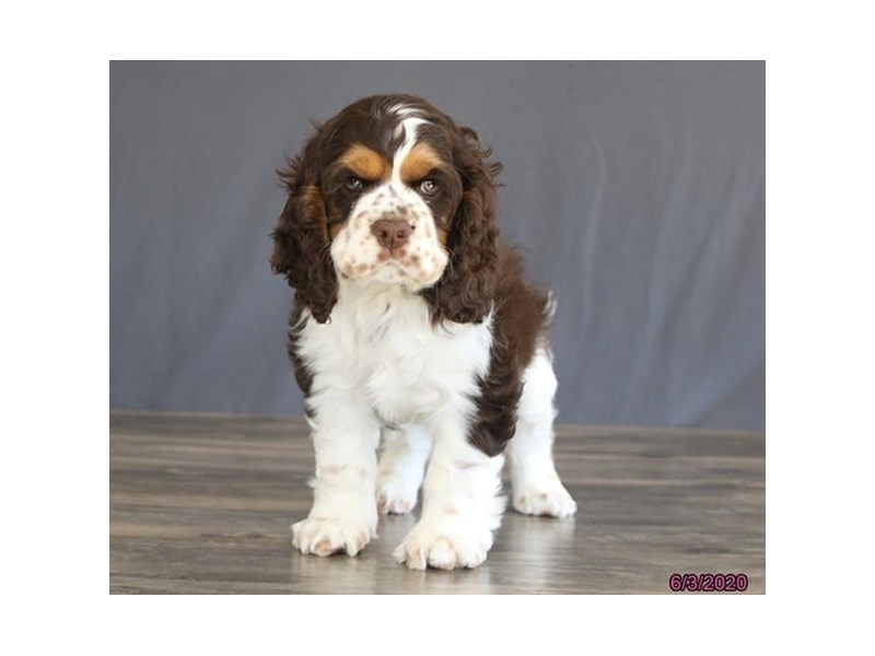 Cocker Spaniel