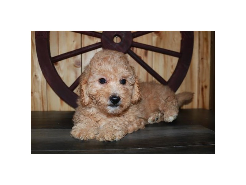 Goldendoodle Mini 2nd Gen