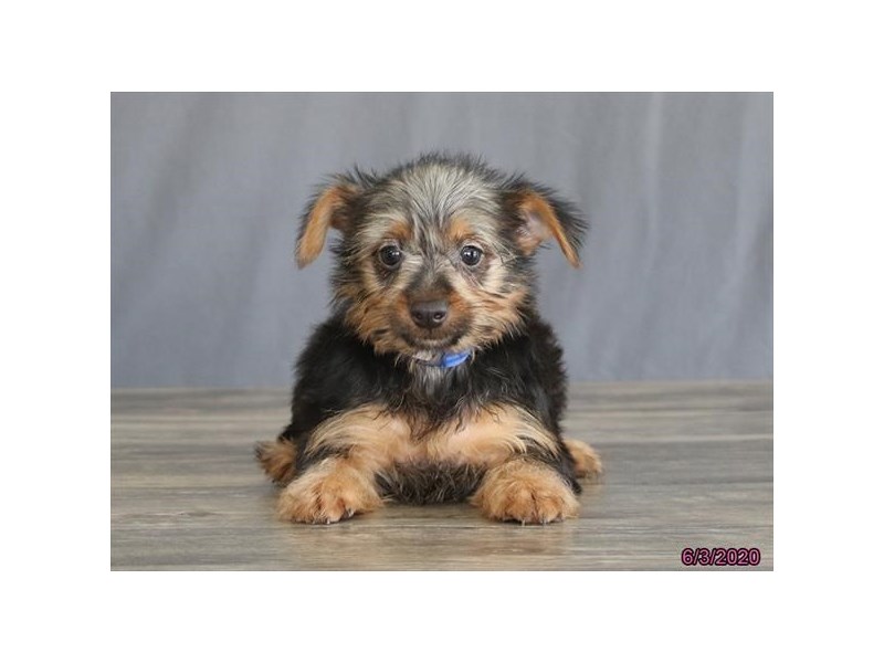 Silky Terrier