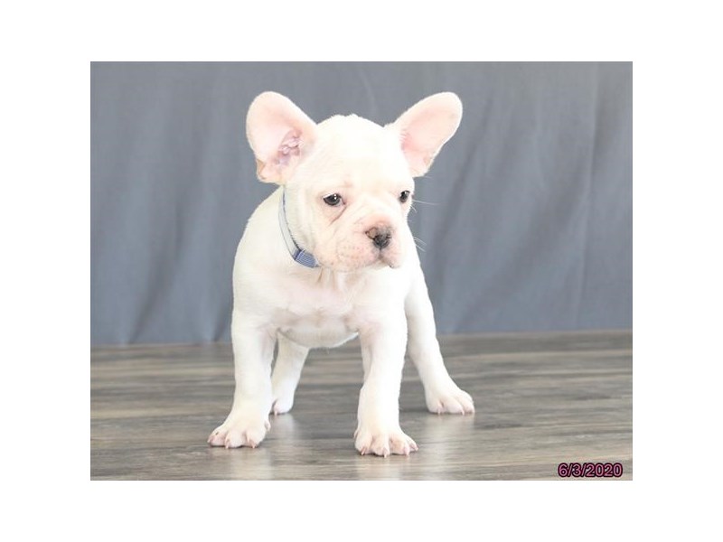 French Bulldog
