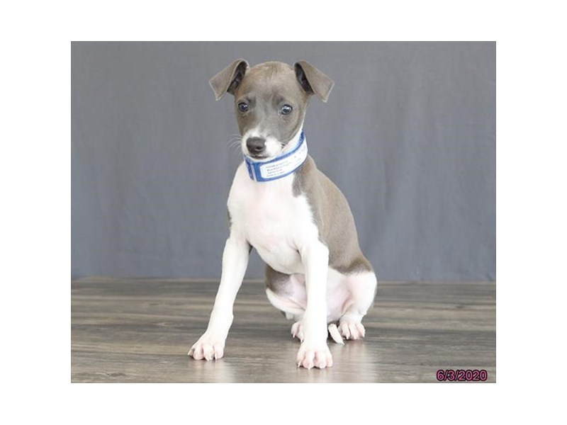 Italian Greyhound