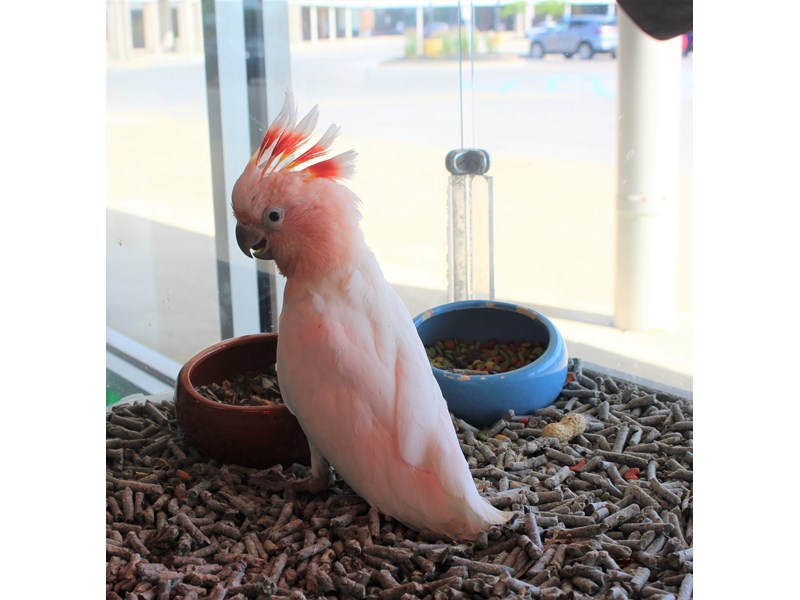 Major Mitchells Cockatoo