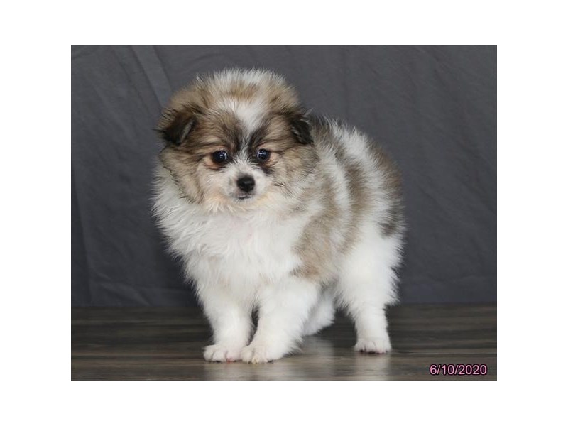 Shih Tzu/Pomeranian