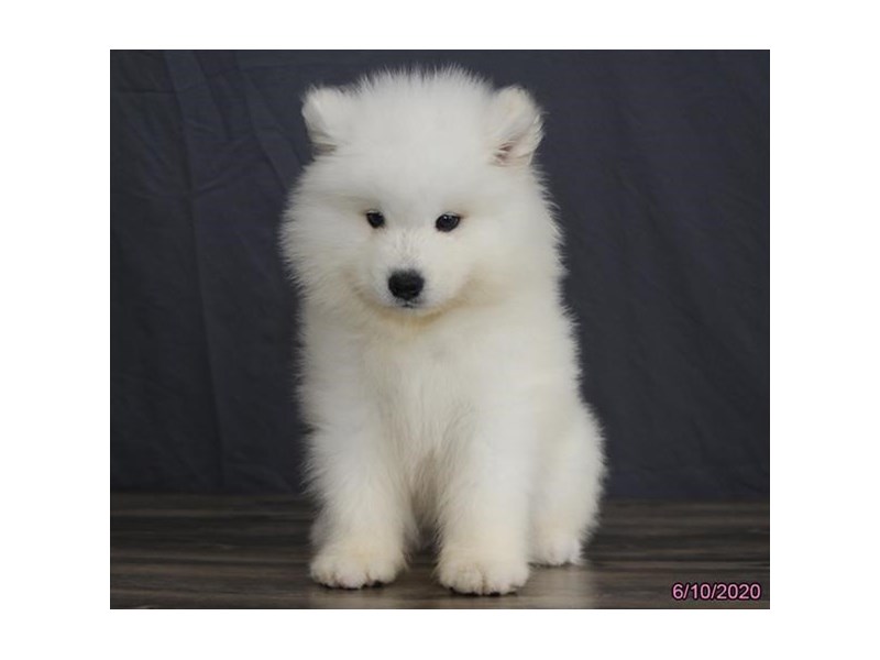 Samoyed