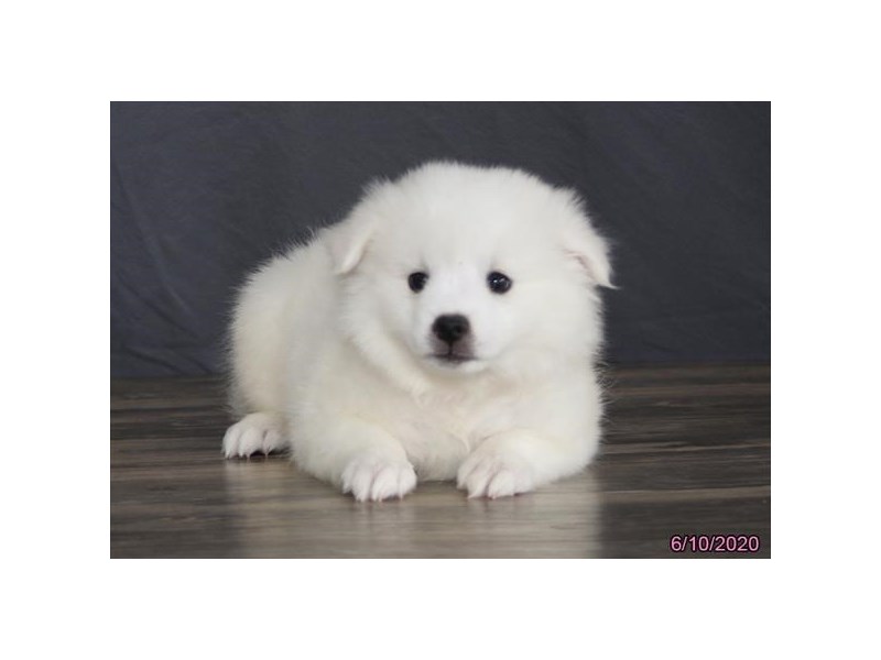 American Eskimo Dog