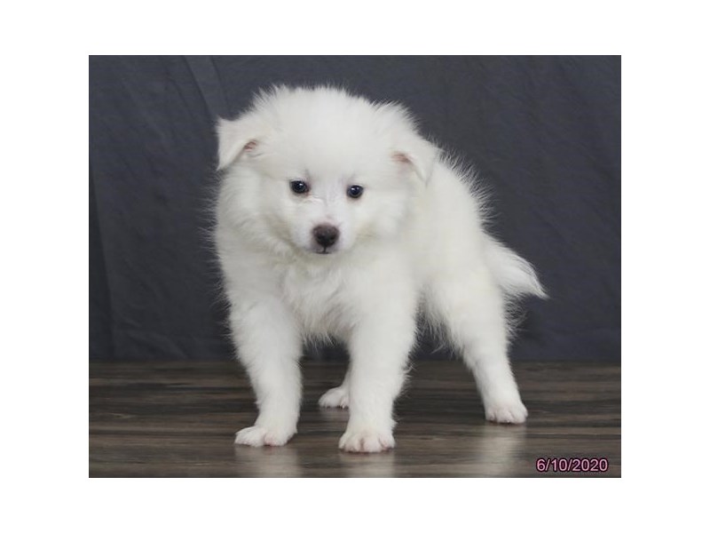 American Eskimo Dog