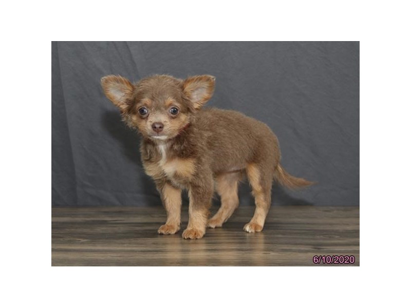 Chihuahua