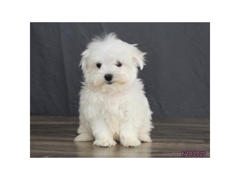 Maltese