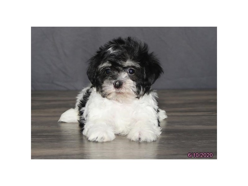 Havanese