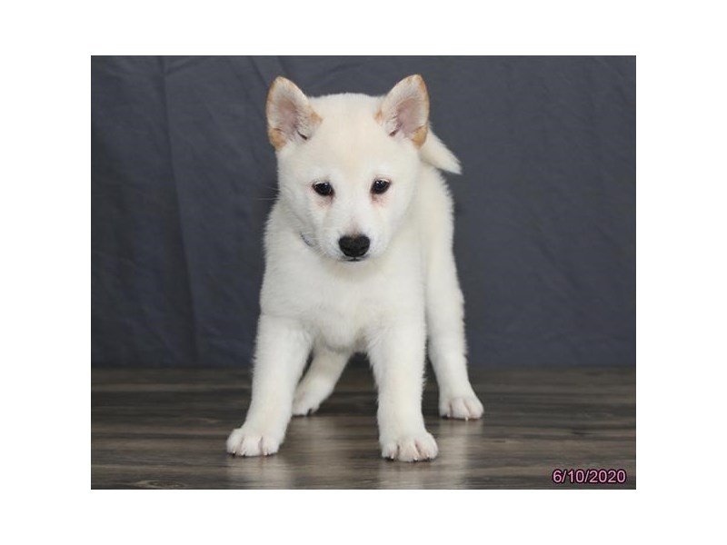 Shiba Inu