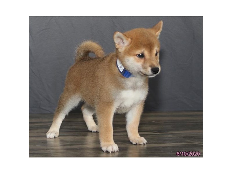 Shiba Inu
