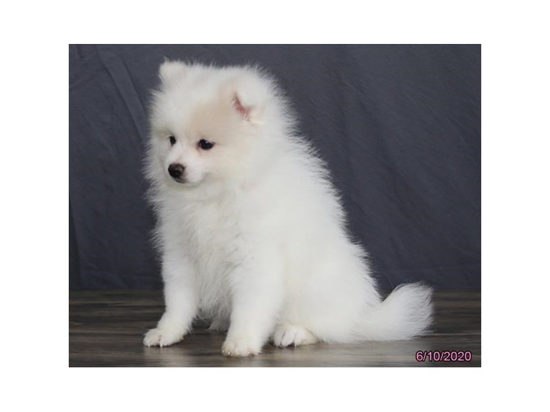 Pomeranian