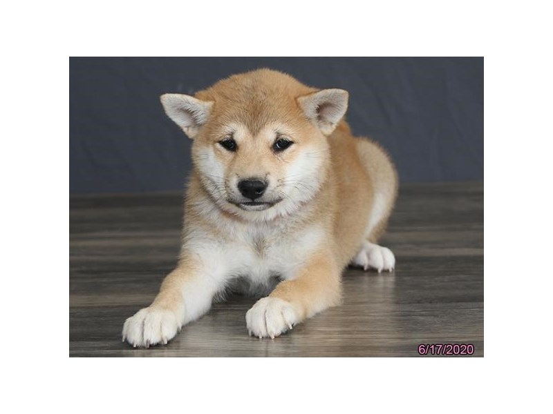 Shiba Inu