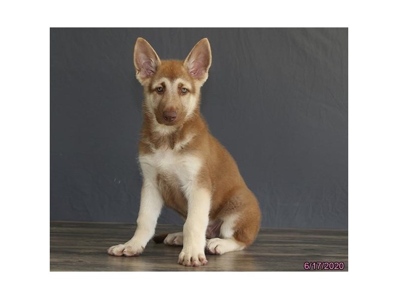 German Shepherd Dog