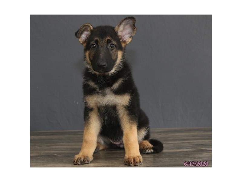 German Shepherd Dog