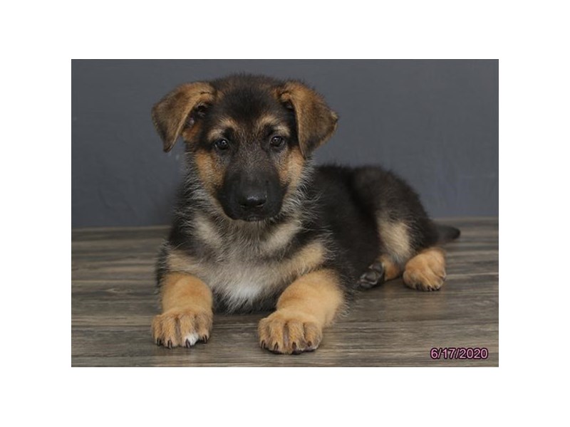 German Shepherd Dog