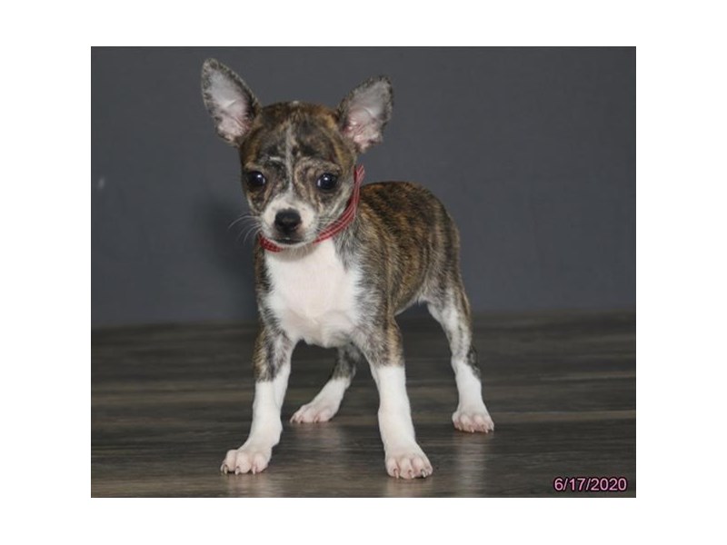 Chihuahua