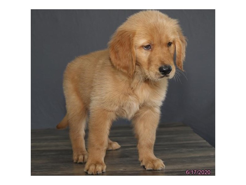 Golden Retriever