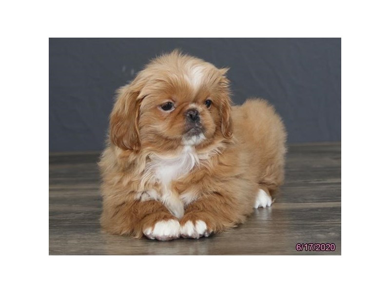 Pekingese