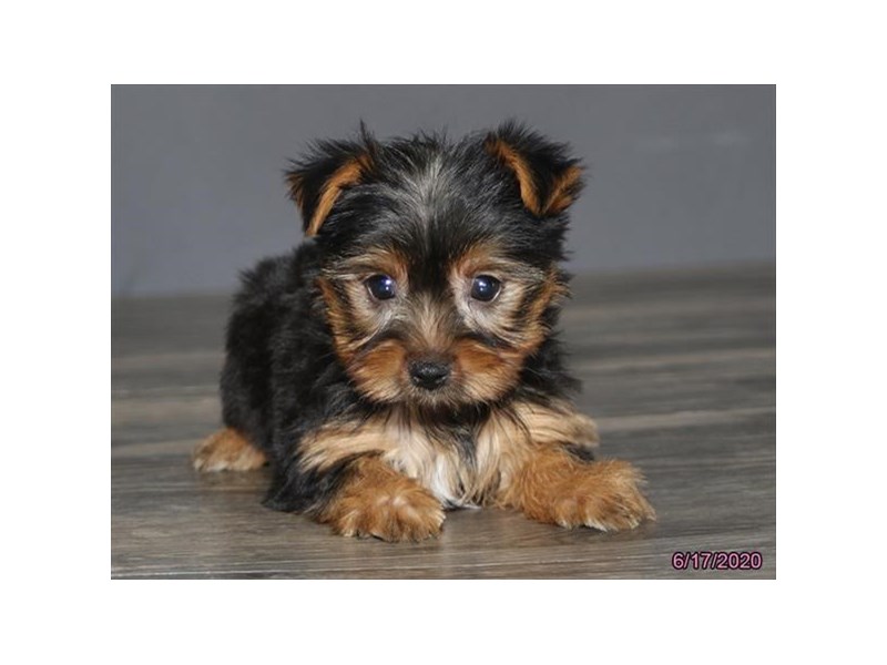 Yorkshire Terrier