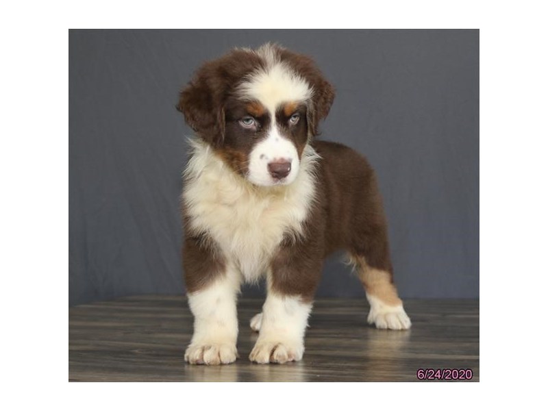 Australian Shepherd