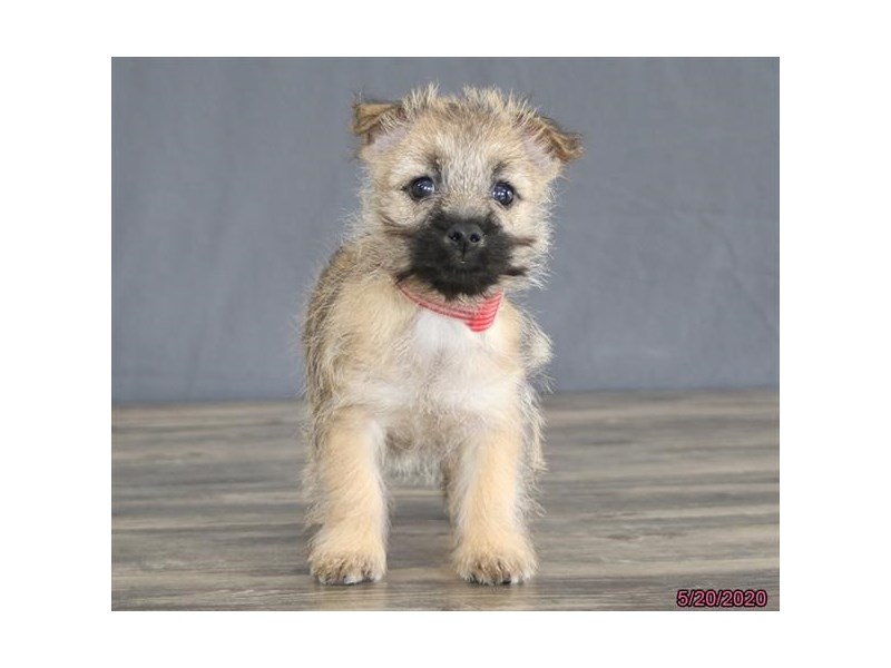 Cairn Terrier