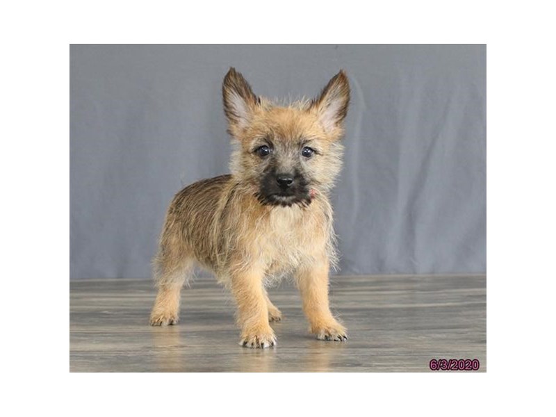 Cairn Terrier