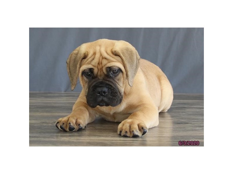 Bullmastiff