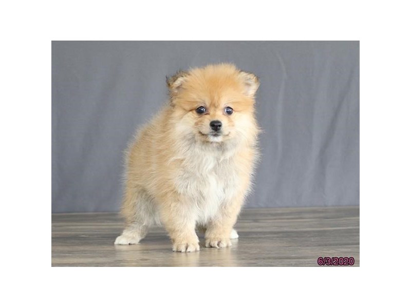 Pomeranian