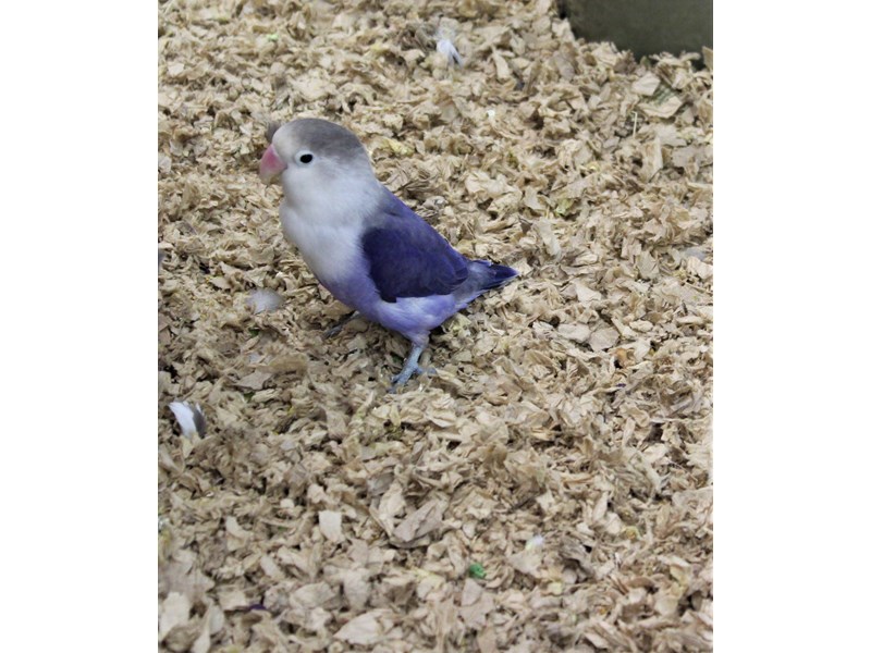 lovebird