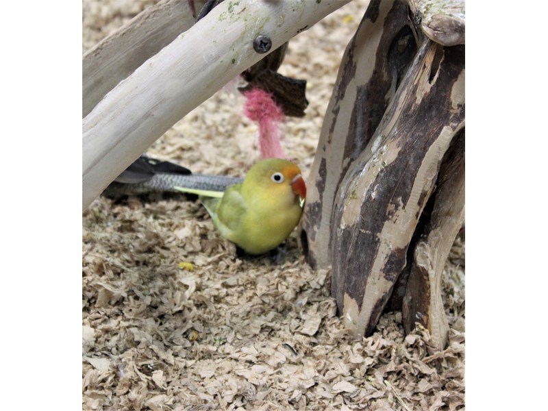 lovebird