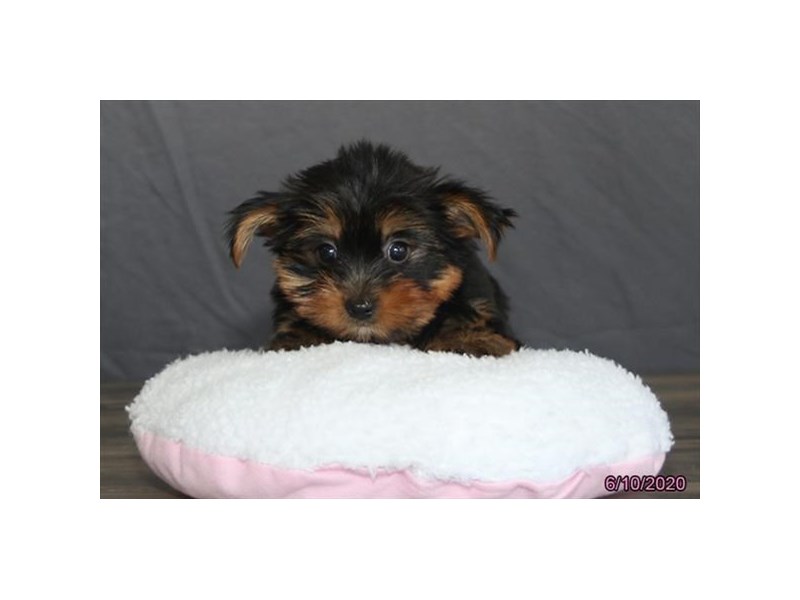 Yorkshire Terrier