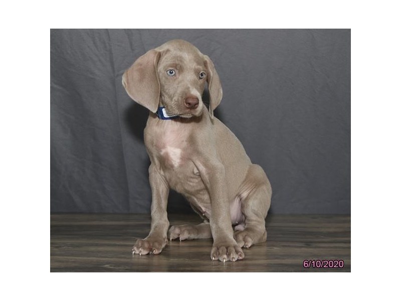 Weimaraner