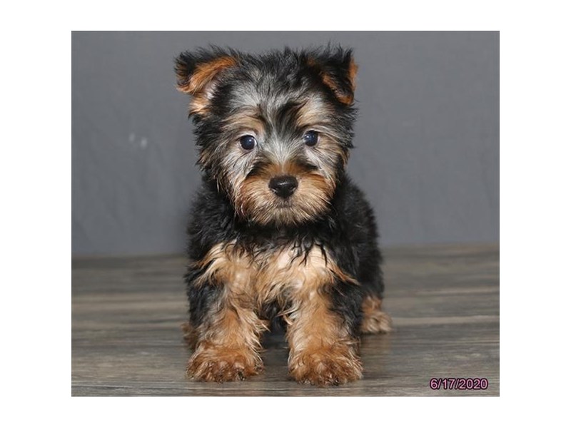 Silky Terrier