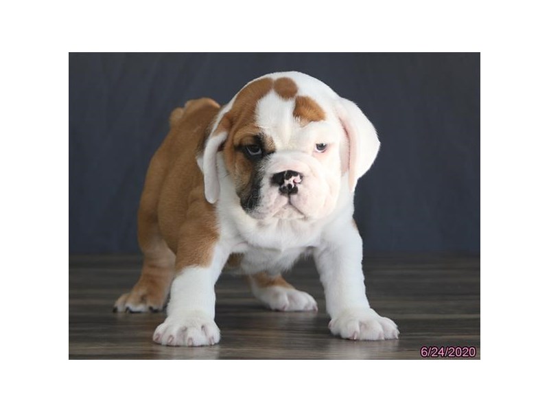 Bulldog/Bulldog-Beagle