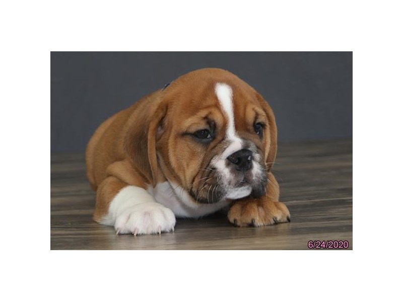 Bulldog/Bulldog-Beagle