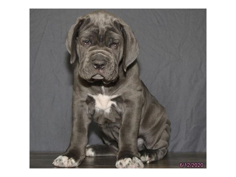 Neapolitan Mastiff