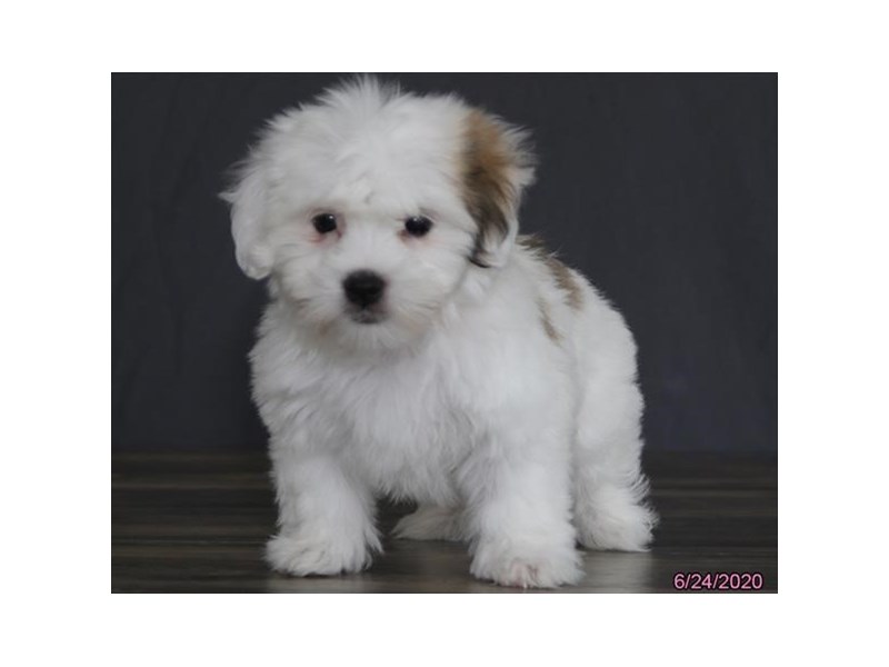 Coton De Tulear