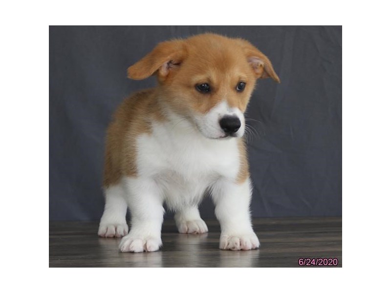 Pembroke Welsh Corgi