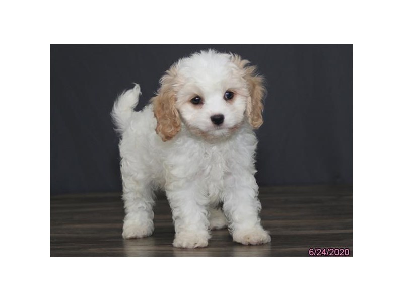 Cavachon