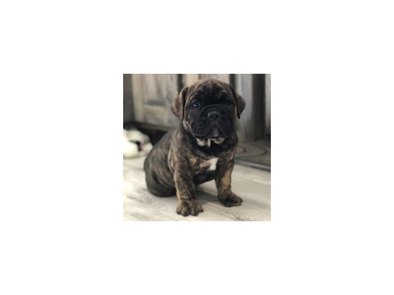 Olde Bulldog