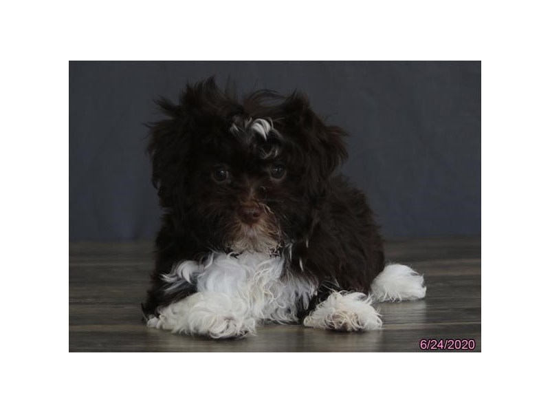 Havanese