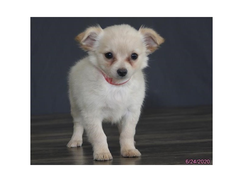 Chihuahua