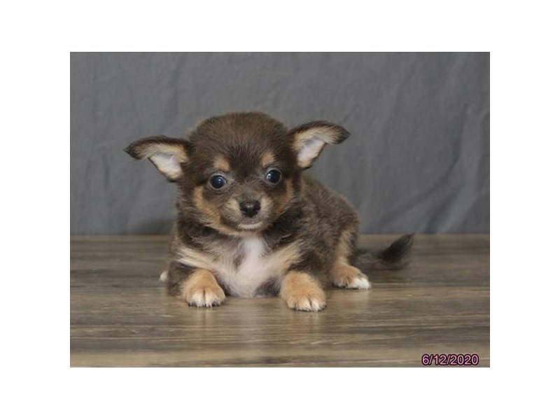 Chihuahua