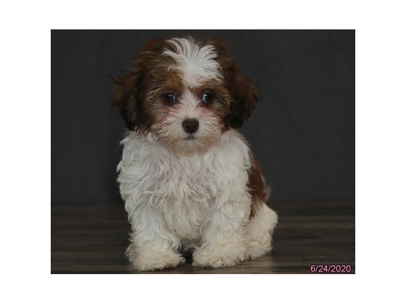 ShizaPoo