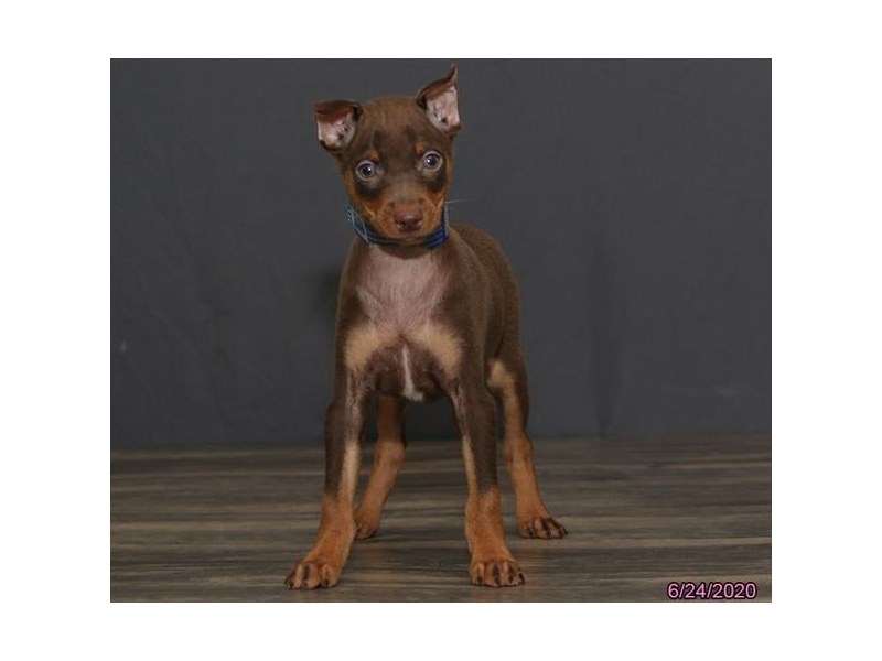 Miniature PinscherDOGMaleChocolate / Tan2756401Petland Carriage Place