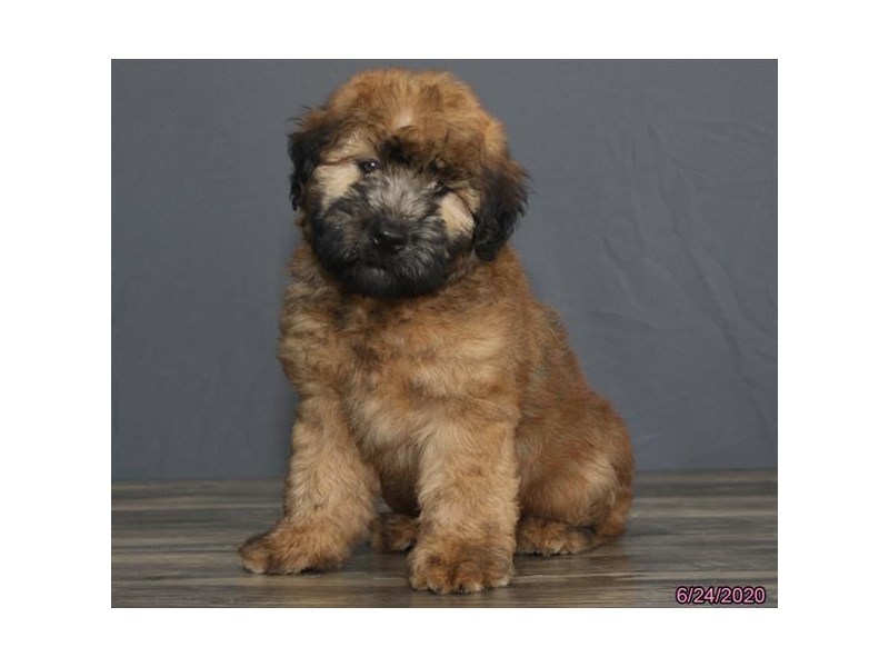 Soft Coated Wheaten Terrier