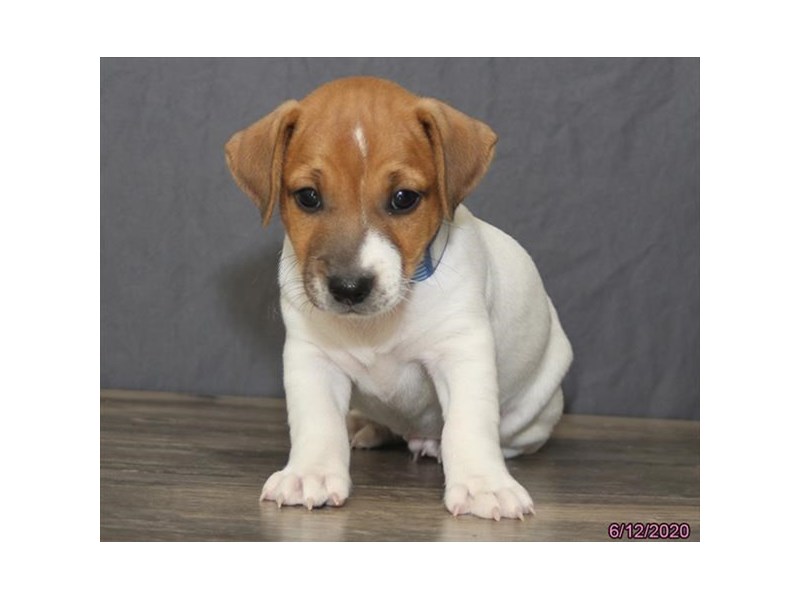 Jack Russell Terrier